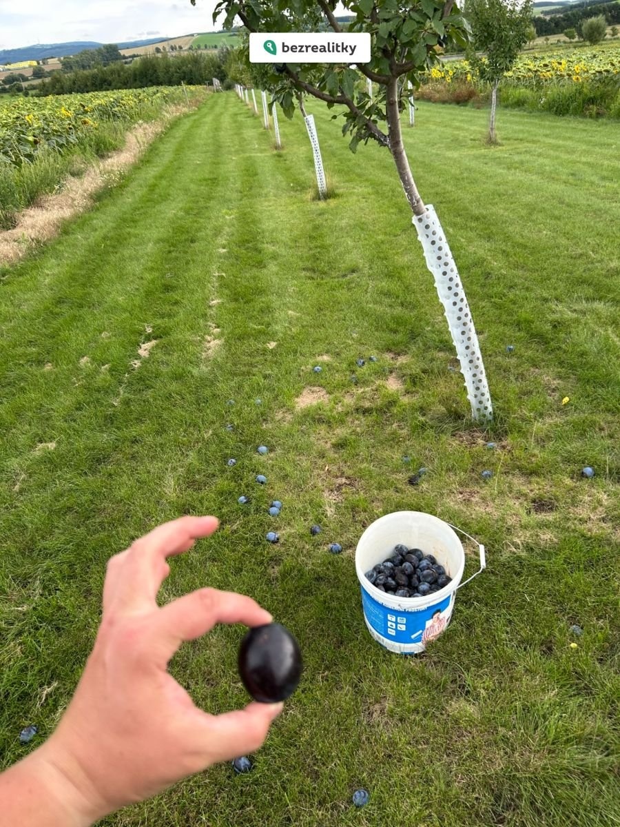 1763367552-odxsfmitzw-img-6841