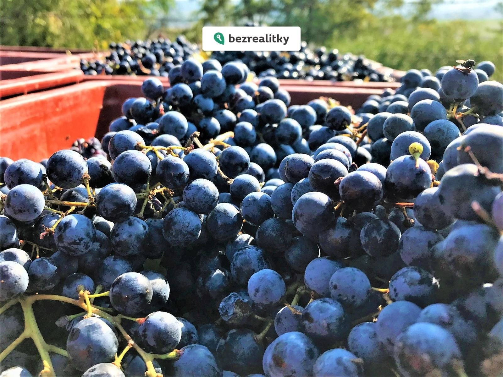 1773840034-srzlnfkxku-img-2140