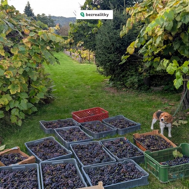 1773098961-aqwahdwfon-12-uroda-vino-vez-osob