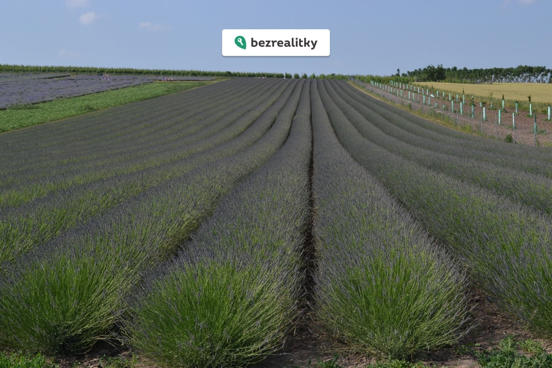 1772551645-ceihinxdnz-levandulov-c3-a9-pole-starovi-c4-8dky