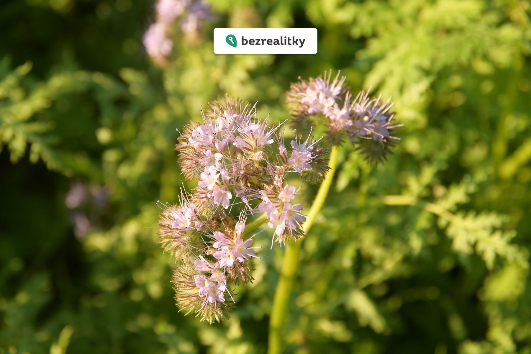 1763417379-bphnmjiusk-dsc-5011