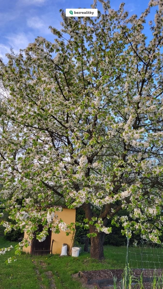 1773098961-btpyhcykat-11-tresen-kvet