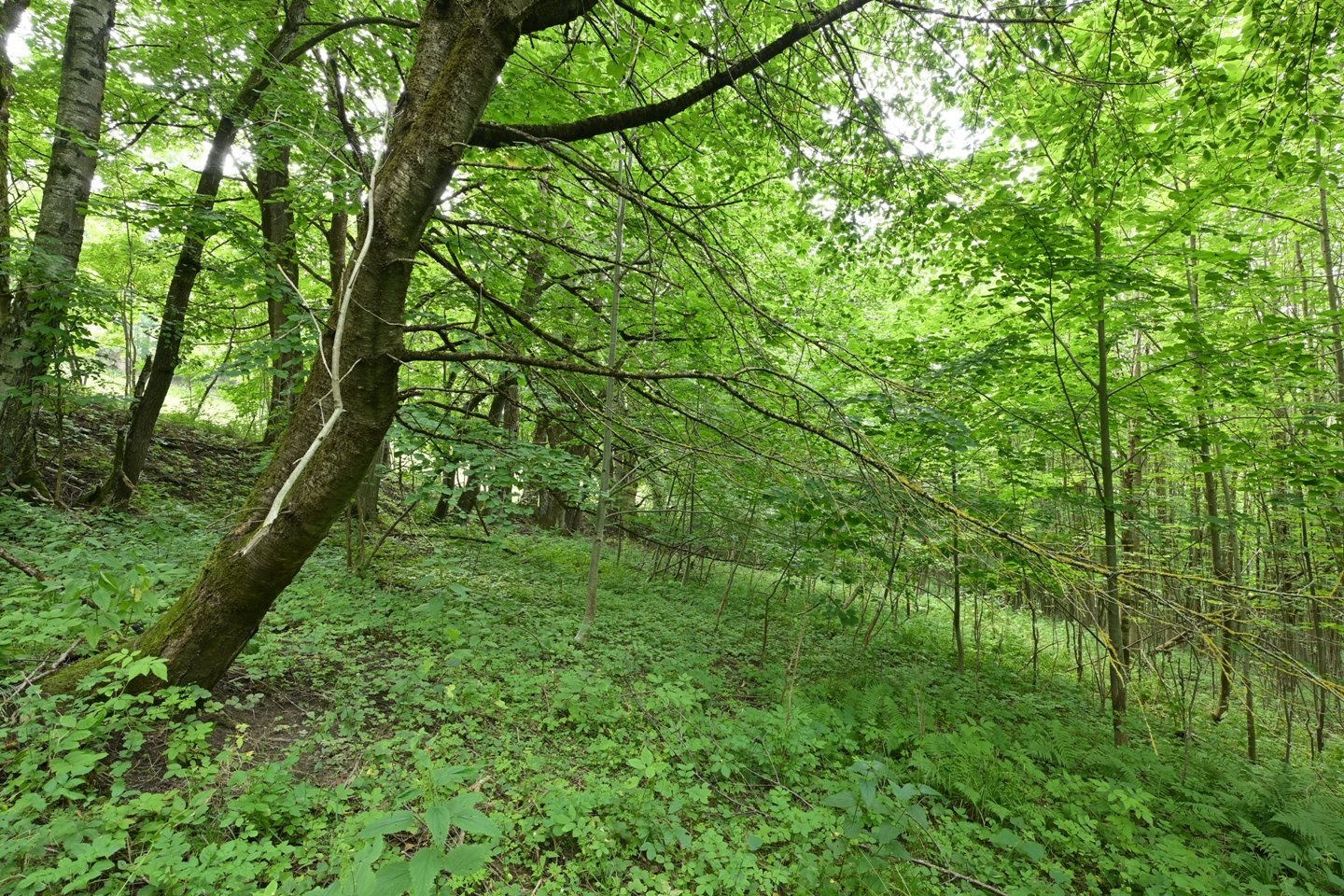 DSC_0800