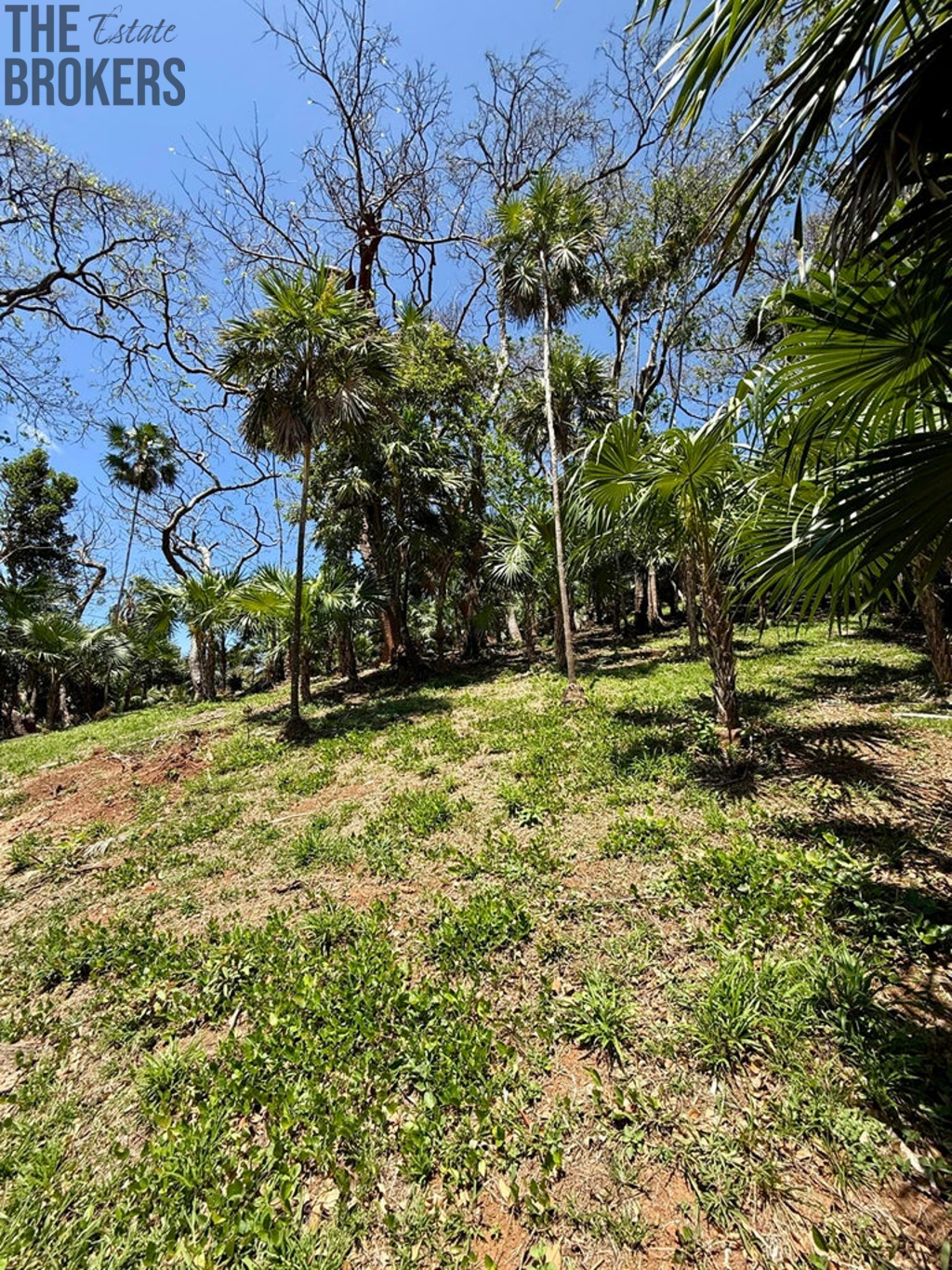 Atocha Lot 1&2 First Bight, Roatan