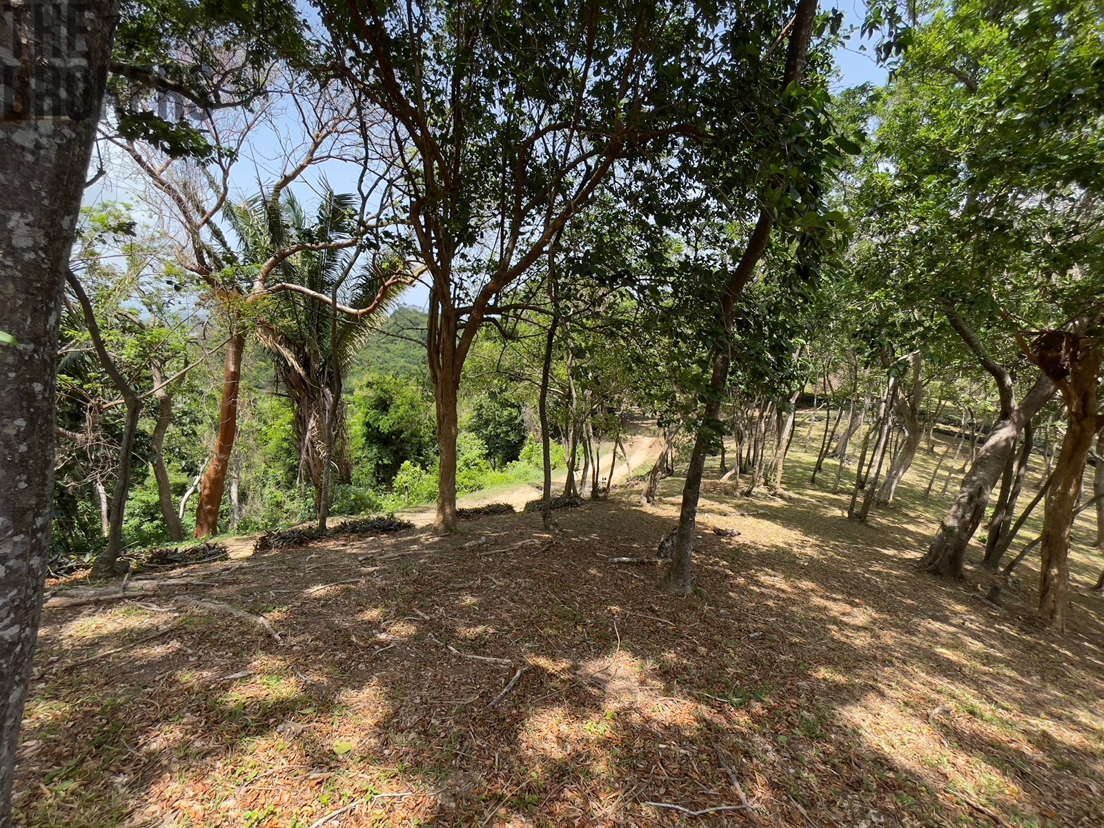 Lot 1 Bodden Bight Estate, Roatan