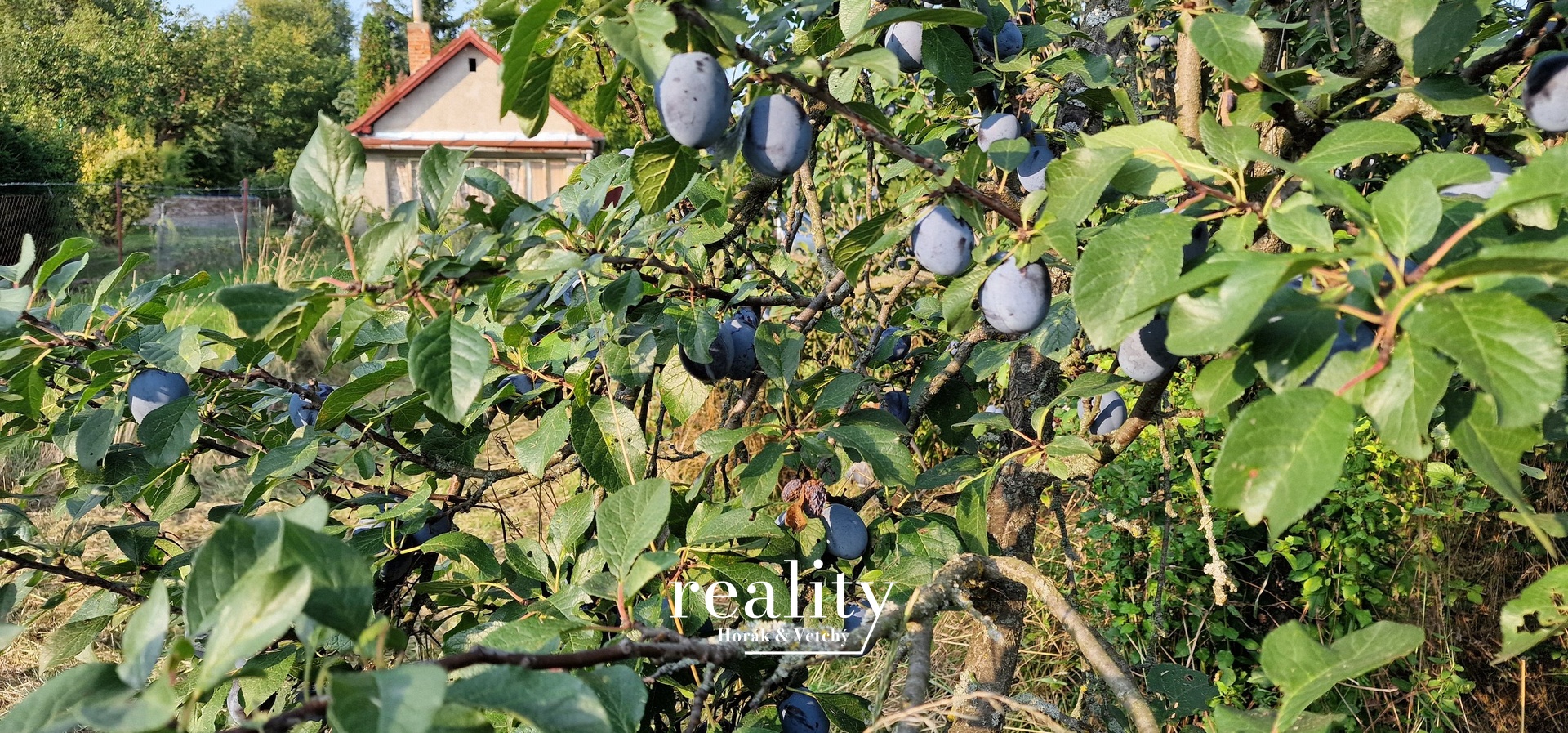 Zahrada_ovocné_stromy