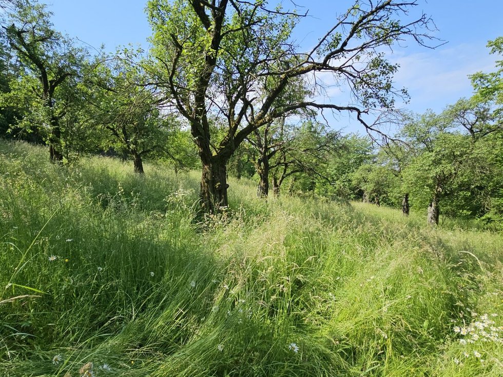 Prodej ostatních pozemků 4253 m², Koryčany