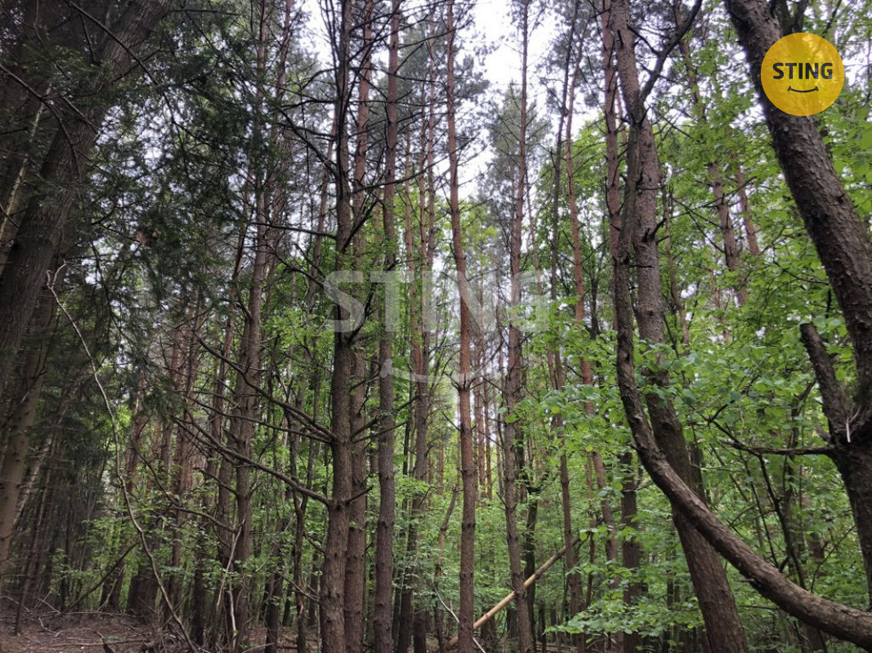 Prodej lesa 10502 m², Suchá Loz