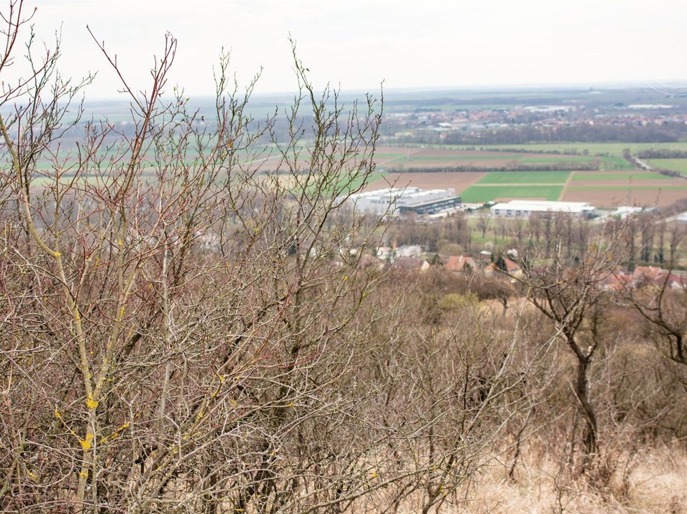 Prodej zemědělské půdy 4860 m², Židlochovice