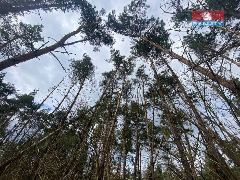 Prodej lesa 2084 m², Slavičky