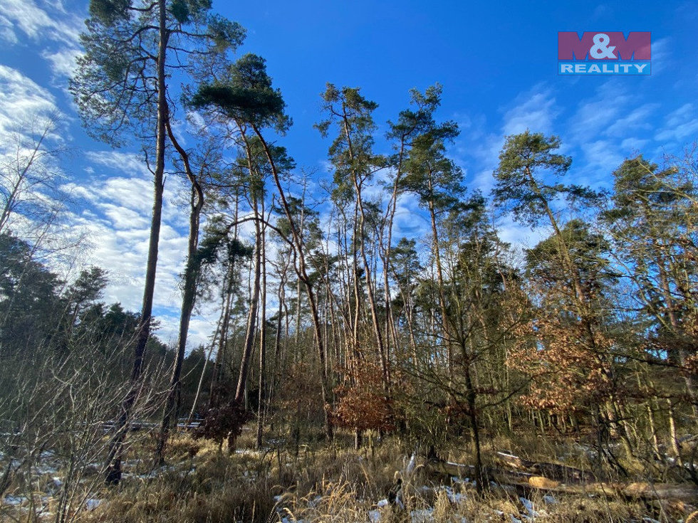 Prodej lesa 3720 m², Všehrdy
