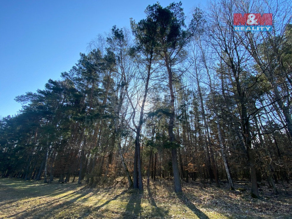Prodej lesa 2994 m², Všehrdy