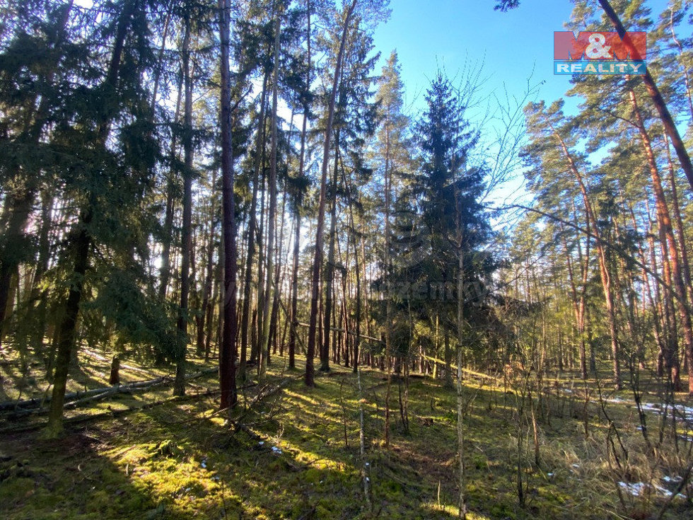 Prodej lesa 2484 m², Všehrdy