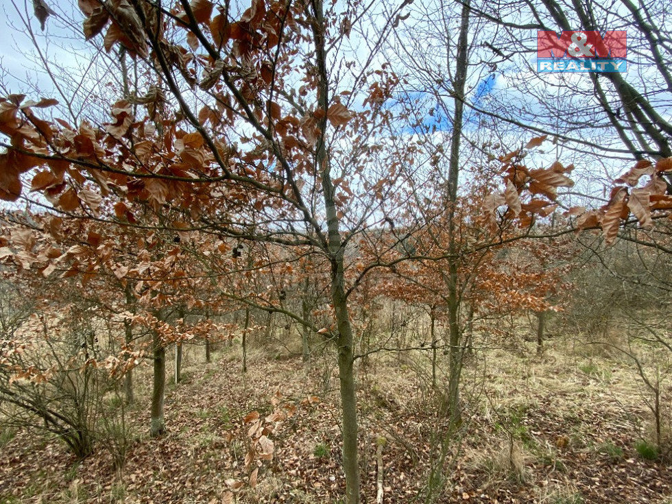 Prodej lesa 2269 m², Kožichovice