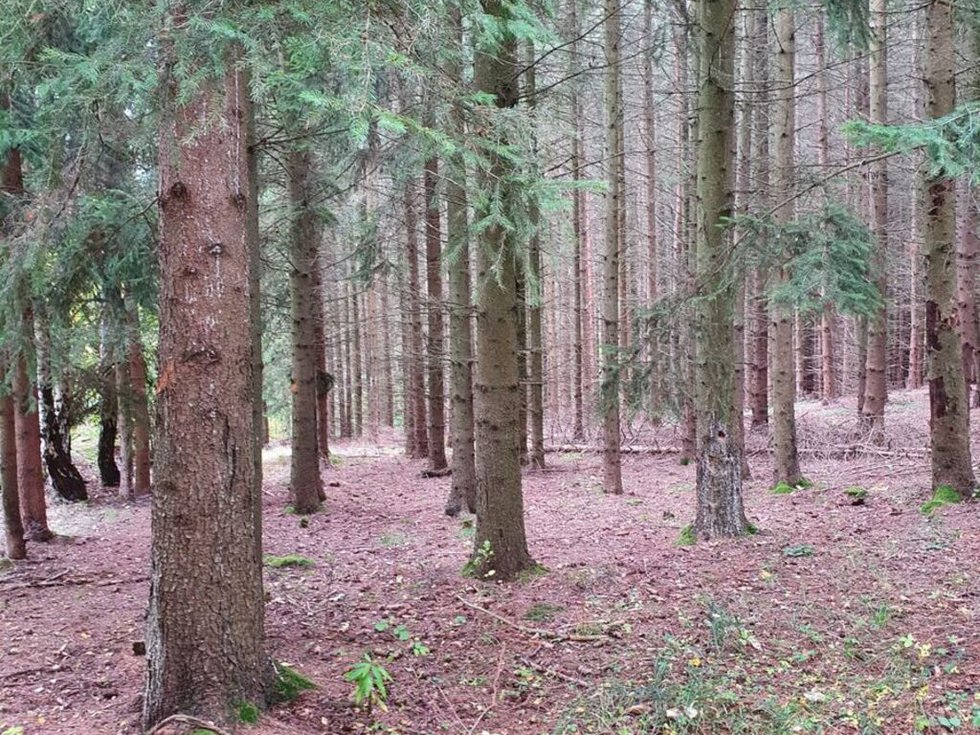 Prodej podílu lesa 17 m², Bušanovice