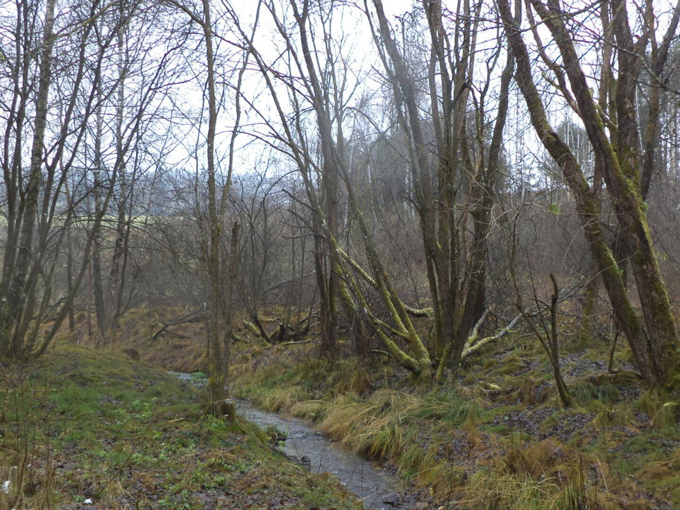 Prodej ostatních pozemků 2894 m², Vyšší Brod