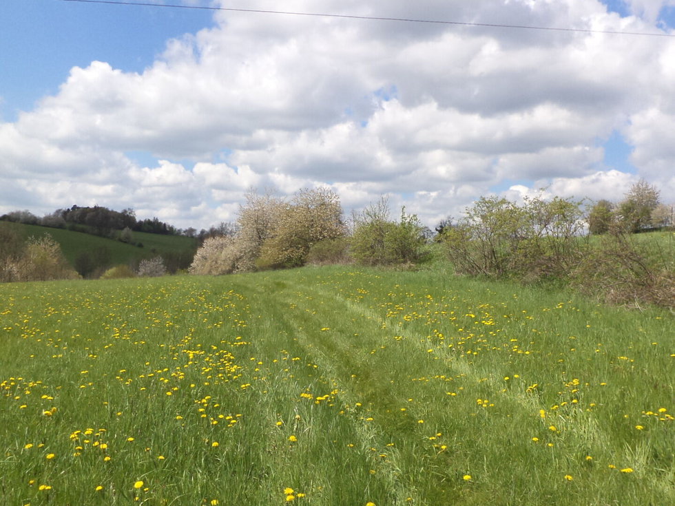 Prodej ostatních pozemků 5357 m², Vítkov