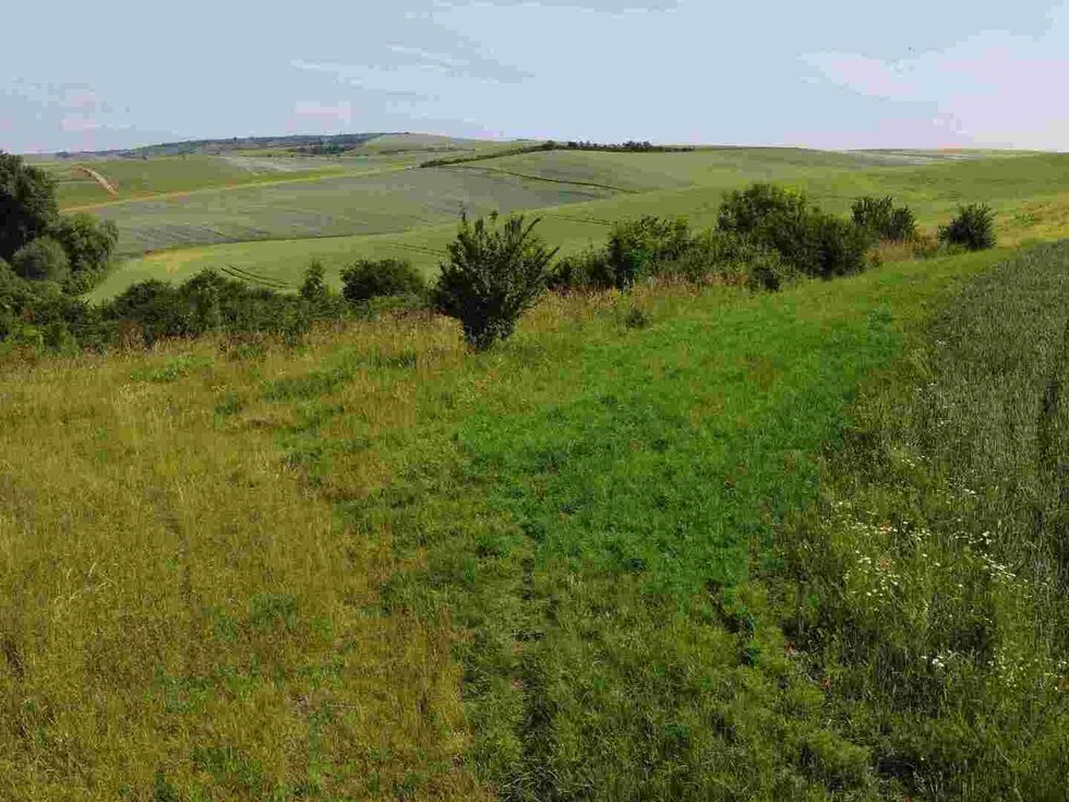 Prodej zemědělské půdy 3134 m², Bučovice