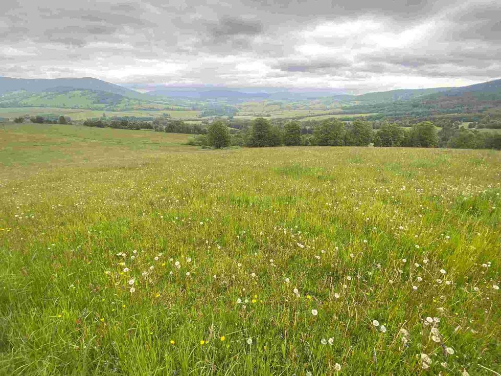 Prodej zemědělské půdy 363810 m², Králíky