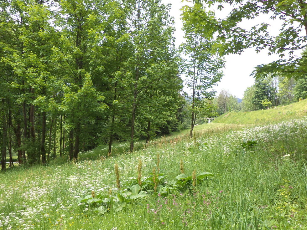 Prodej ostatních pozemků 1153 m², Říčky v Orlických horách