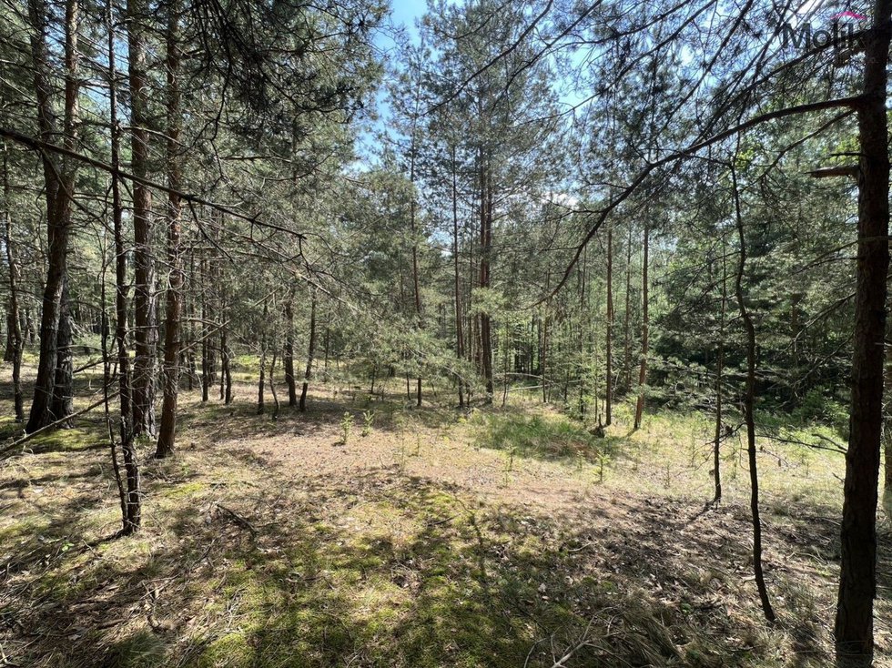 Prodej lesa 2123 m², Kadov