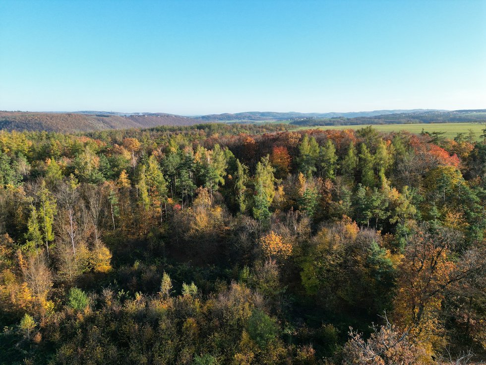 Prodej lesa 457172 m², Trnová