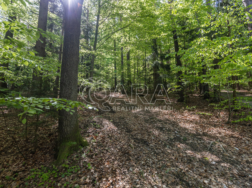 Prodej lesa 28851 m², Brloh