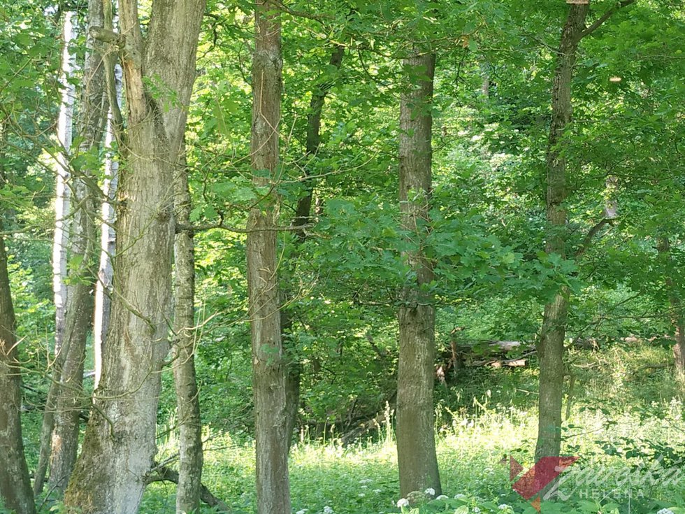 Prodej lesa 11767 m², Chorušice