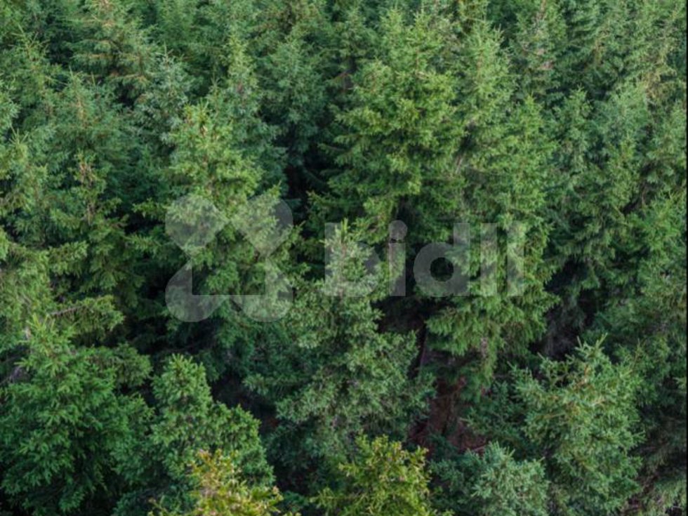 Prodej lesa 951 m², Klášterec nad Orlicí