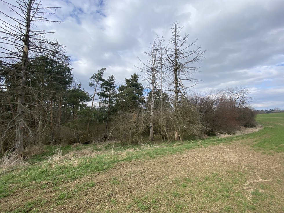 Prodej lesa 560 m², Slavičky