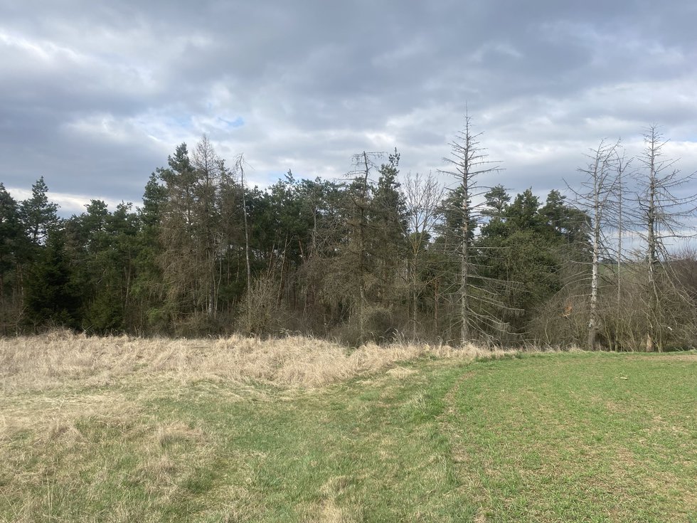 Prodej lesa 2084 m², Slavičky