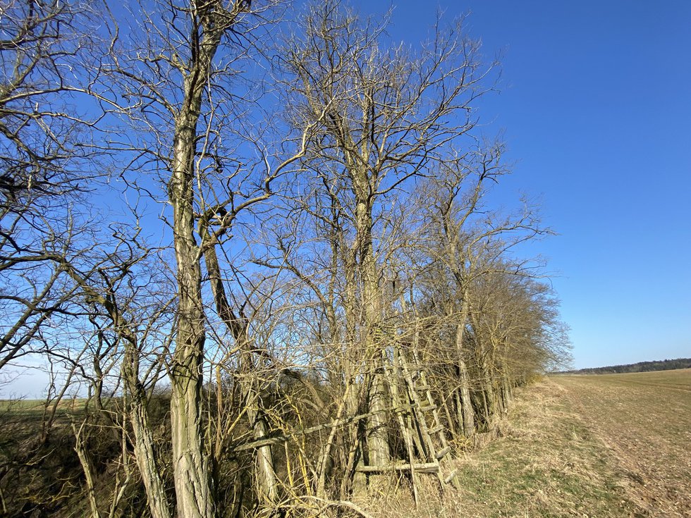 Prodej lesa 146 m², Břežany