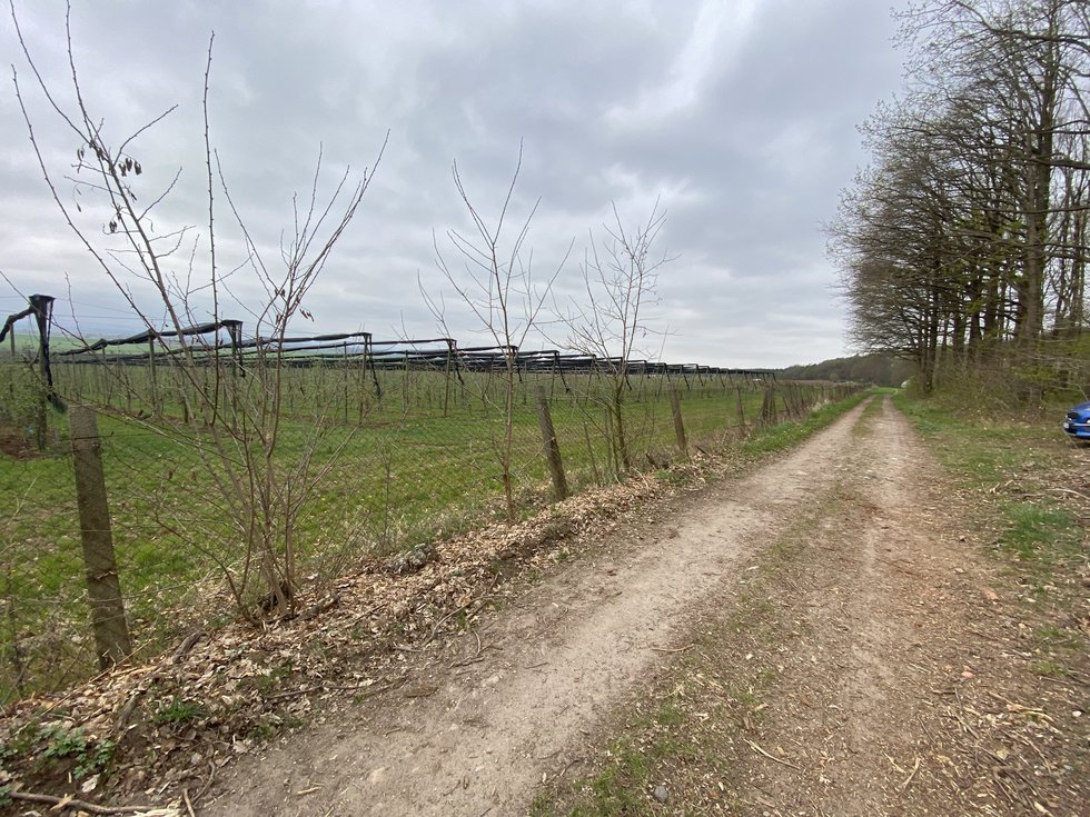 Prodej lesa 5201 m², Bílé Podolí