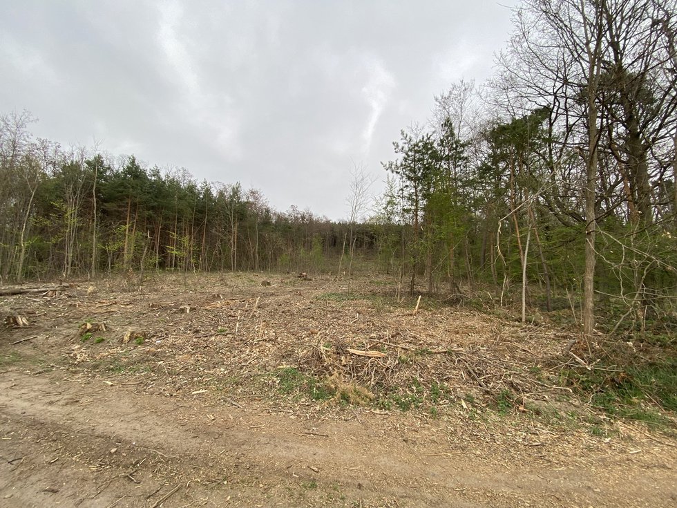Prodej lesa 4537 m², Bílé Podolí