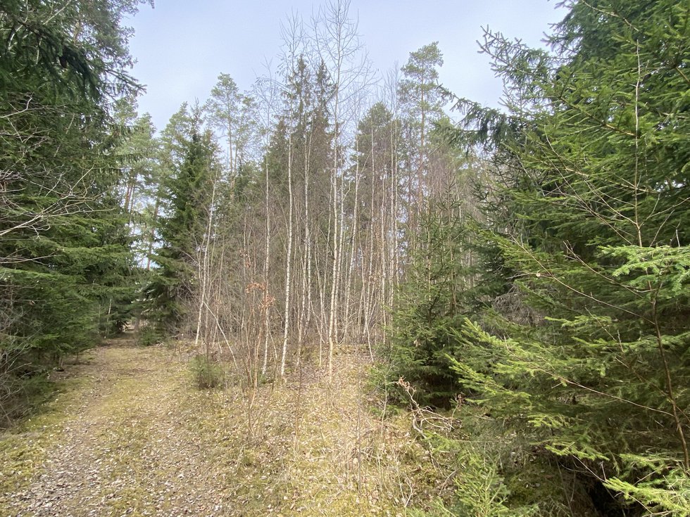 Prodej lesa 1511 m², Pačejov