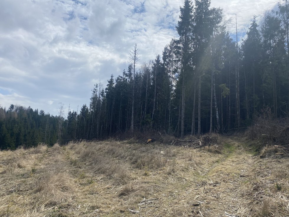Prodej lesa 574 m², Červený Hrádek