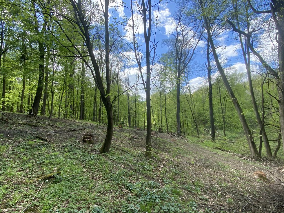 Prodej lesa 2902 m², Lipová