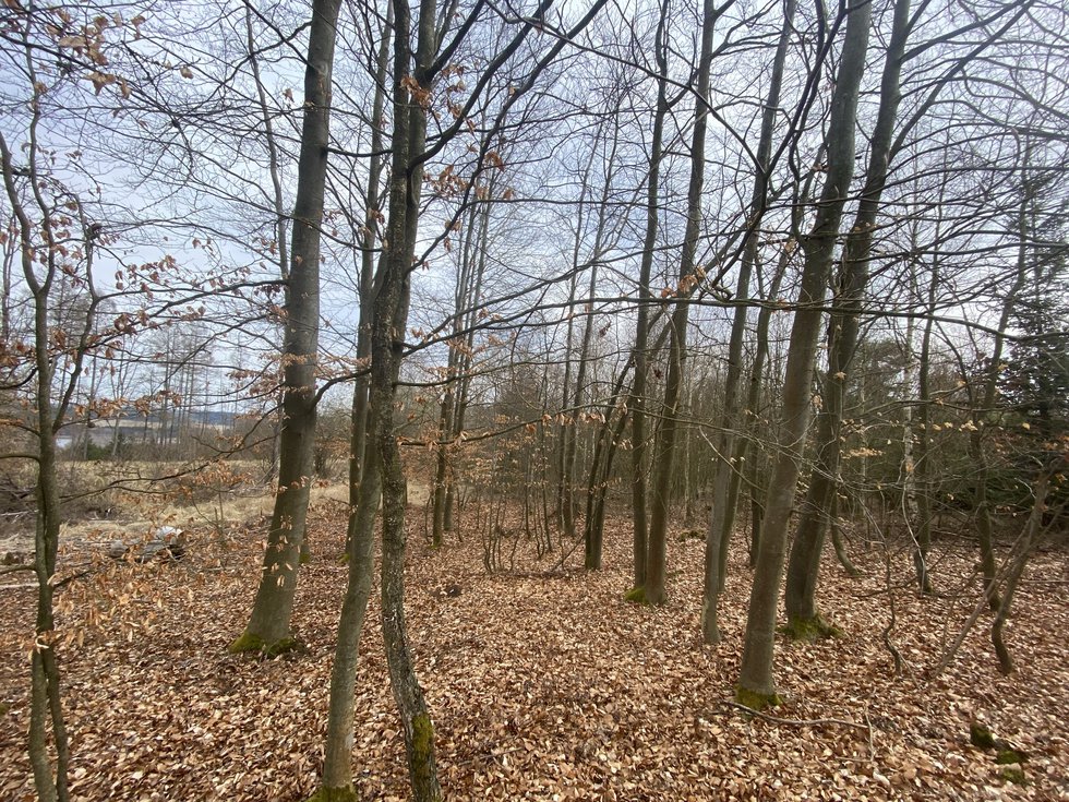 Prodej lesa 1618 m², Pačejov