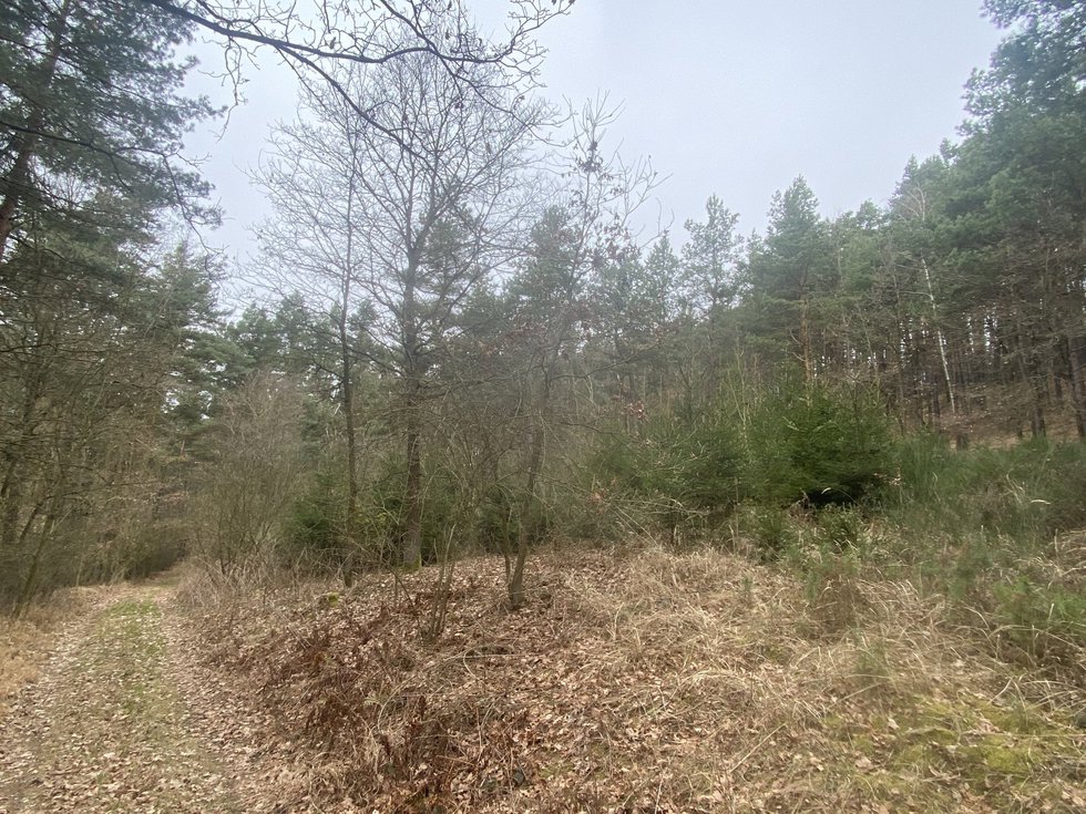 Prodej lesa 2768 m², Miloňovice