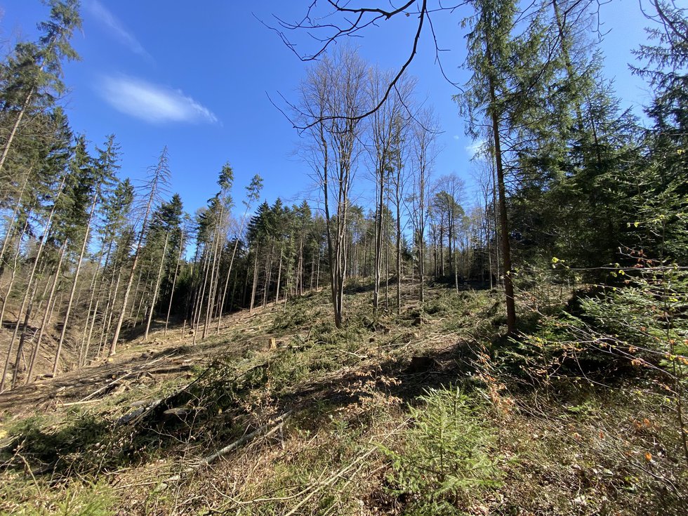 Prodej lesa 10749 m², Zábřeh