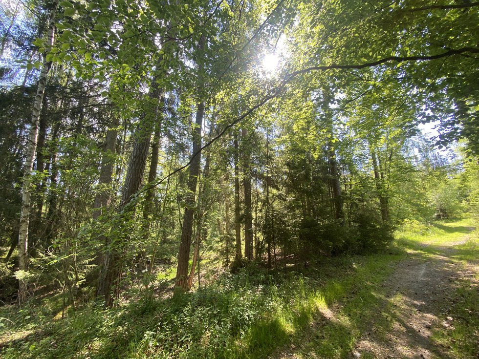 Prodej lesa 1300 m², Kladruby