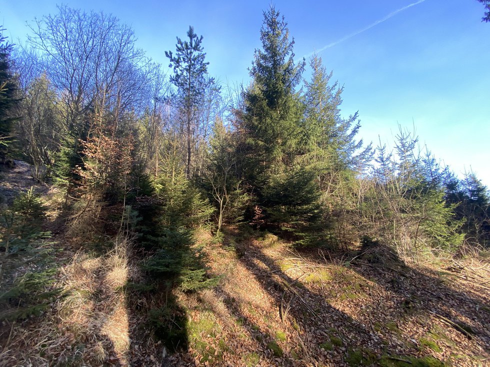 Prodej lesa 11769 m², Ústí