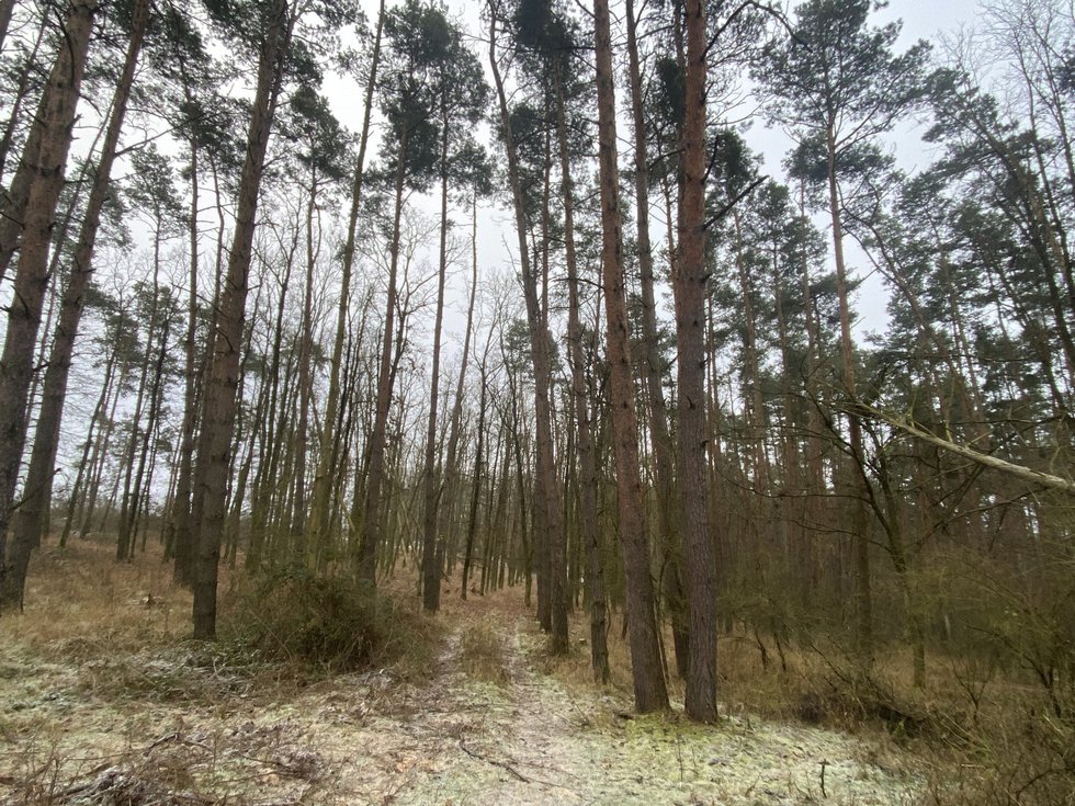 Prodej lesa 1532 m², Kozojedy