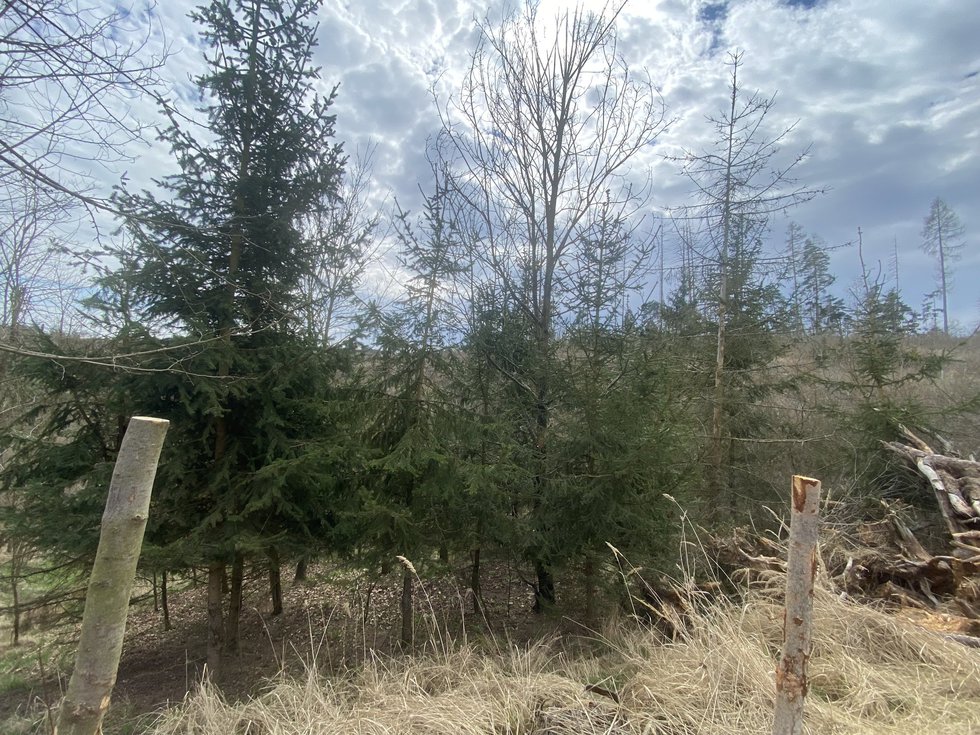 Prodej lesa 1273 m², Kožichovice