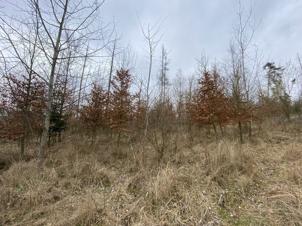 Prodej lesa 2269 m², Kožichovice