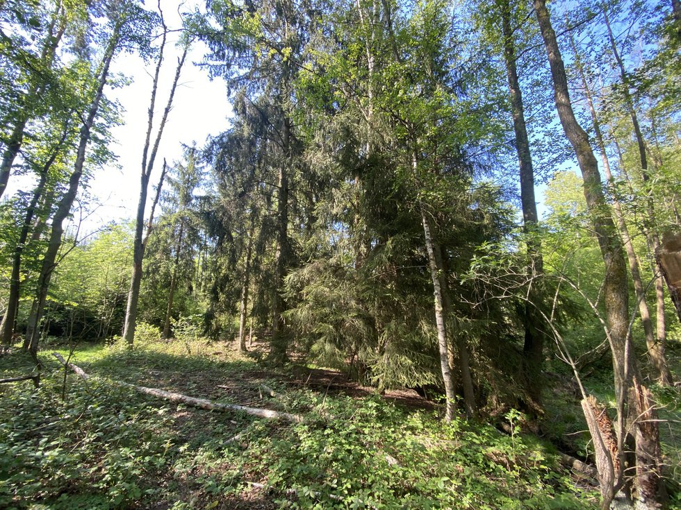 Prodej lesa 626 m², Kladruby