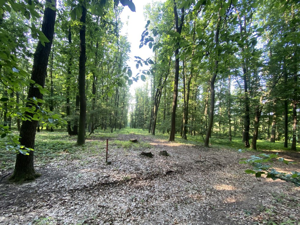 Prodej lesa 947 m², Roštění