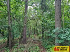 Rozstání - prodej lesa