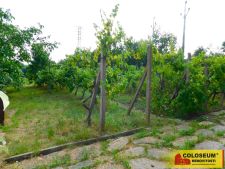 Vinice - Suchohrdly – prodej zahrady s chatou