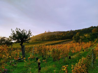 Prodej vinného sklepa 40 m² Mikulov